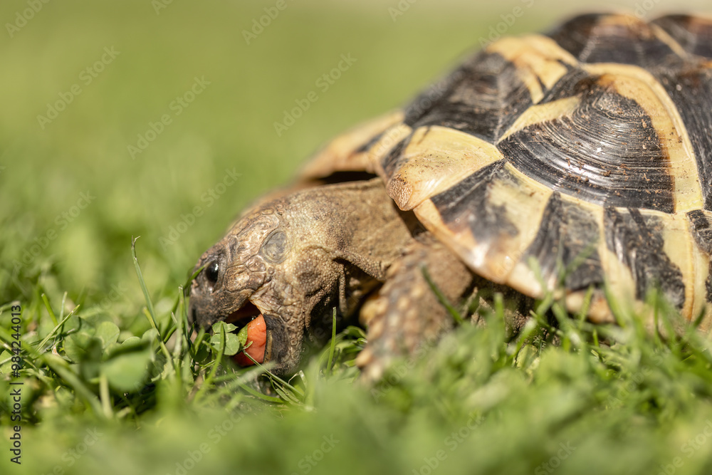 A greek tortoise (testudo hermanni) in a garden in summer outdoors A greek tortoise (testudo hermanni) in a garden in summer outdoors