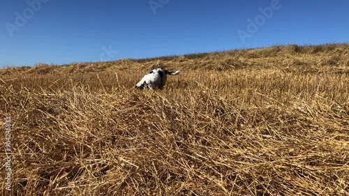 Springer Spaniel running around in a stubble field at harvest time on a bright sunny day, North Yorkshire, England, United Kingdom