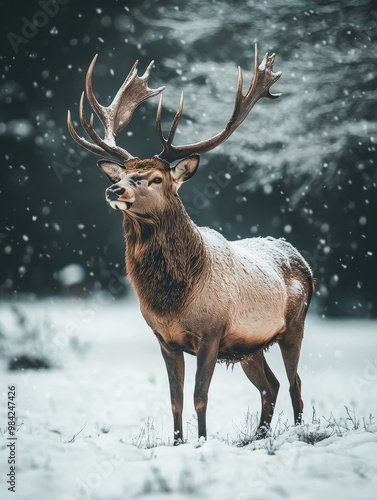 Red Deer in Snow.