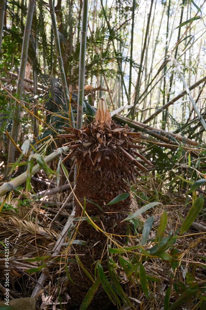 ソテツの新芽 ソテツの新芽