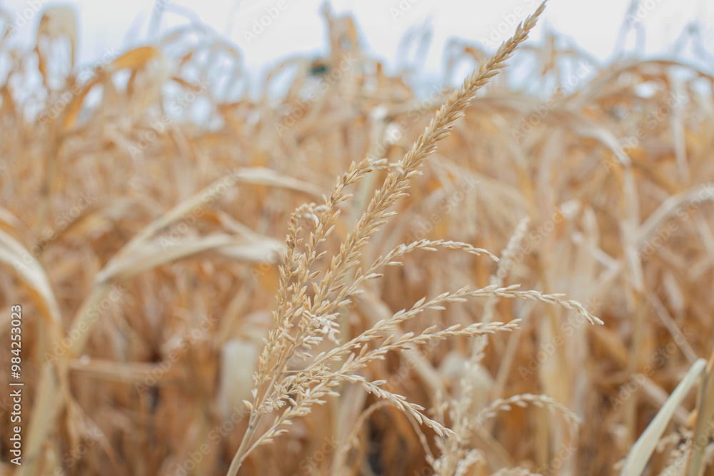Fototapeta premium Close-up of golden cornfield under autumn sky symbolizing harvest season and sustainable agriculture