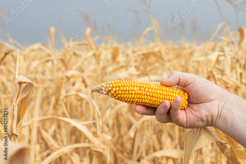 Hand holding ripe corn cob in dry field symbolizes agricultural challenges and harvest, related to Thanksgiving celebrations photo