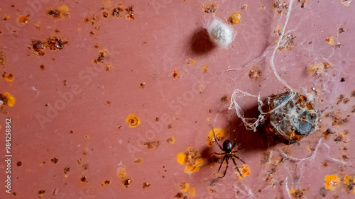 Billede på lærred Close-up of a spider and its web on a dusty surface, evoking themes of pests and