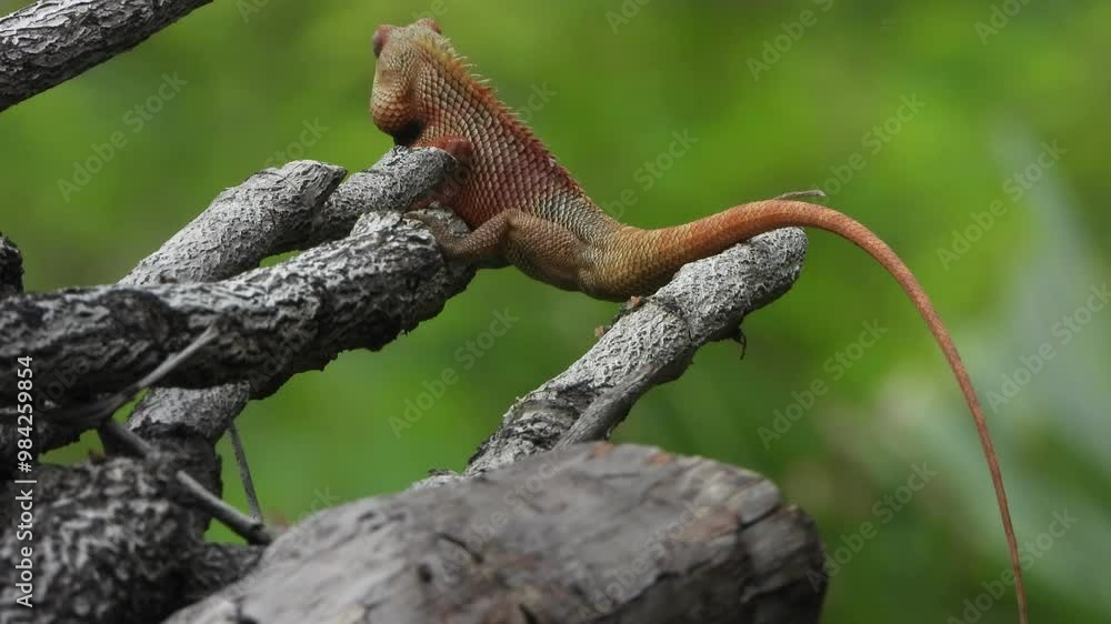 Lizard relaxing on tree waiting for pray . Lizard relaxing on tree waiting for pray .