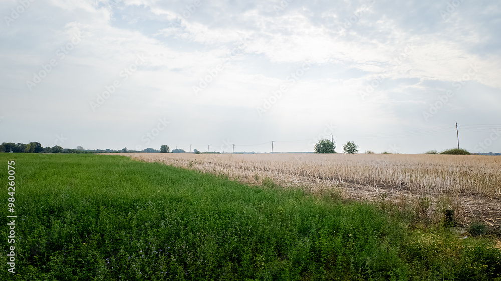 Lush green agricultural field adjacent to a dry, harvested crop area under a cloudy sky, symbolizing agricultural cycles or drought impact Lush green agricultural field adjacent to a dry, harvested crop area under a cloudy sky, symbolizing agricultural cycles or drought impact