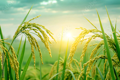 green wheat fieldfield, grass, nature, green, wheat, agriculture, plant, sky, farm, crop, summer, rice, grain, blue, cereal, corn, food, seed, rural, spring, harvest, meadow, barley, landscape, growth photo