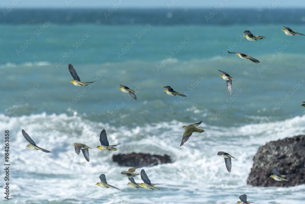 Fototapeta premium アオバト