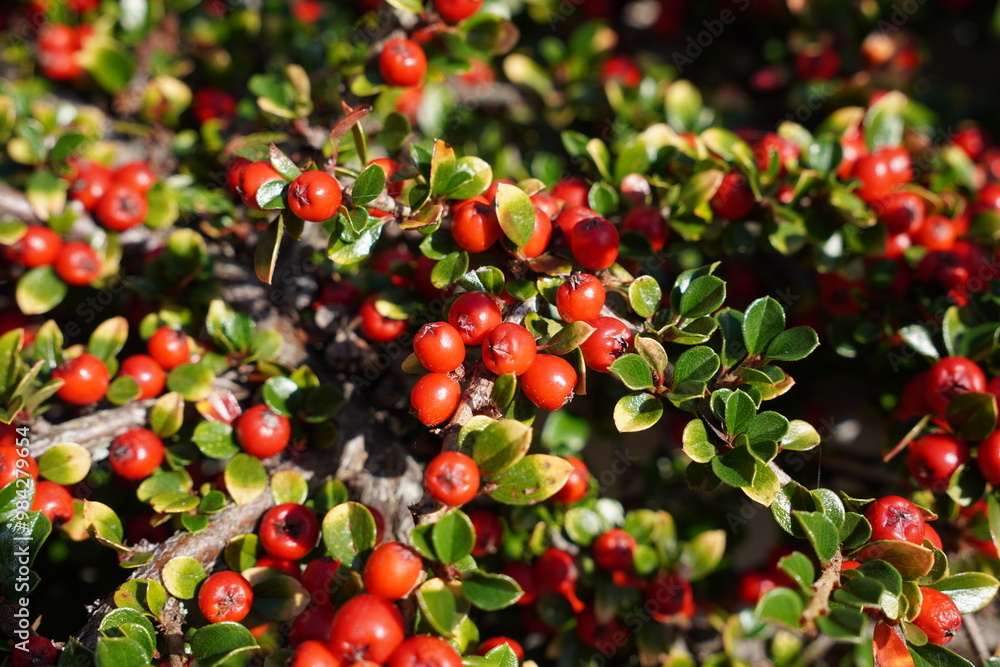 Obraz premium Autumn foliage. red berries and green leaves of garden bush during fall season. nature background 