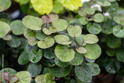 Polyscias fruticosa “Fabian”. Close up on the green leaves of this plant. It's native to India but is a popular houseplant worldwide. photo