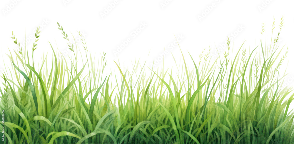 Fototapeta premium PNG Grass nature backgrounds outdoors.