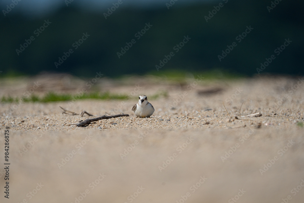 Fototapeta premium A longbilled plover is playing on the sandy beach.