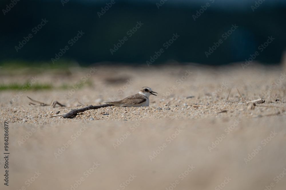 A longbilled plover is playing on the sandy beach. A longbilled plover is playing on the sandy beach.