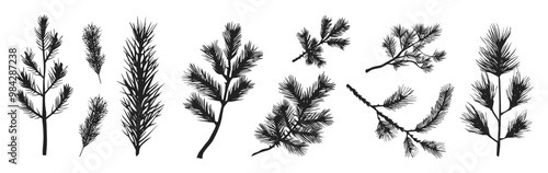 Set of pine tree branches in various shapes and sizes, vector illustration. Black and white collection of detailed conifer foliage with different designs.