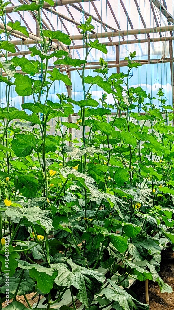 melon plants growing in a greenhouse hydroponic melon farm melon plants growing in a greenhouse hydroponic melon farm