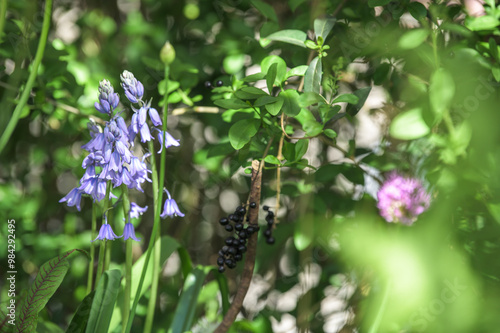 Blühende Hasenglöckchen Hyacinthoides vor Ligusterhecke mit schwarzen Beeren und unscharfem Iranlauch und Blatt des rotem Sauerampfer Rumex sanguineus