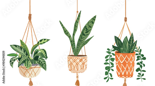 Elegant Snake Plant in Hanging Macrame Planter with Hand, Indoor Houseplant Decor