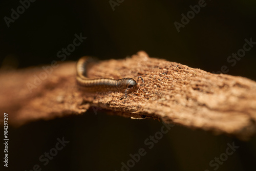 Details of a millipede on a branch photo