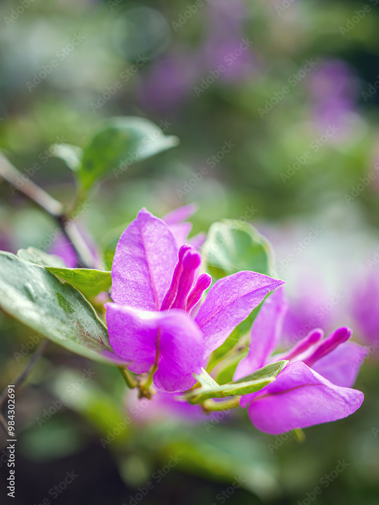 Beautiful purple bougainvillea flowers, Closeup Beautiful purple bougainvillea flowers, Closeup