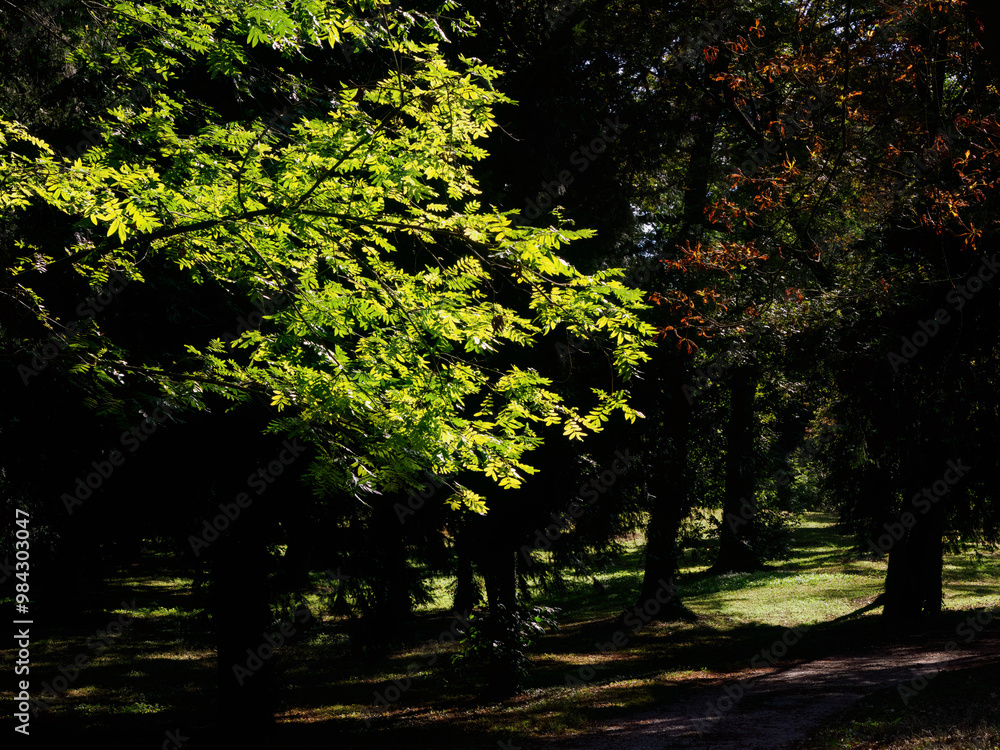 Fototapeta premium Park of Monza, Italy, at September