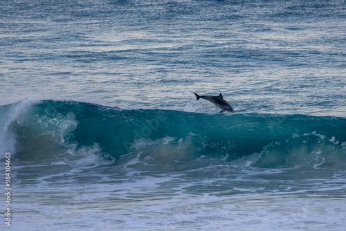 Photography Common bottle-nosed dolphins (tursiops truncatus) surfing in waves near Esperance Western Australia