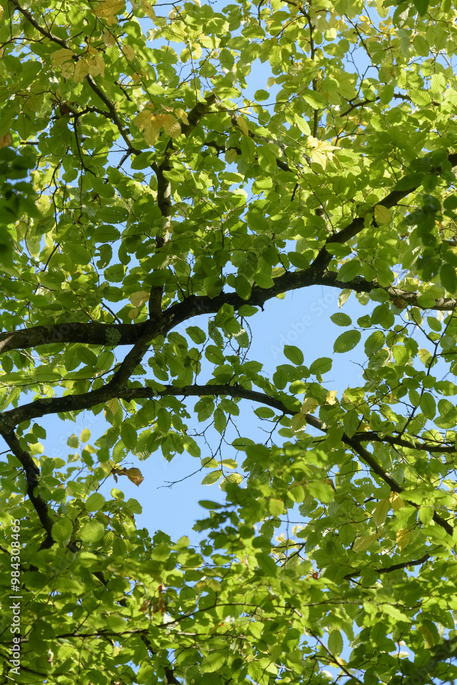 Green leaves and foliage on a tree in a forest, backlit on a sunny day Green leaves and foliage on a tree in a forest, backlit on a sunny day