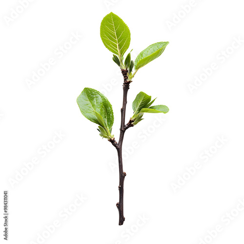 Close-up Photo of Small Budding Tree Branch on Clean White Background