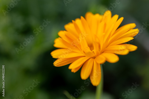 yellow flower