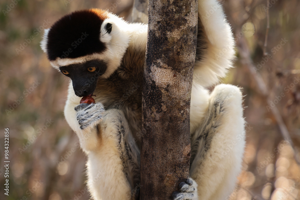 Fototapeta premium Lemure del Madagascar 