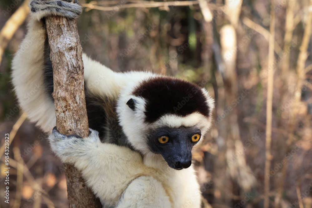 Fototapeta premium Lemure del Madagascar 