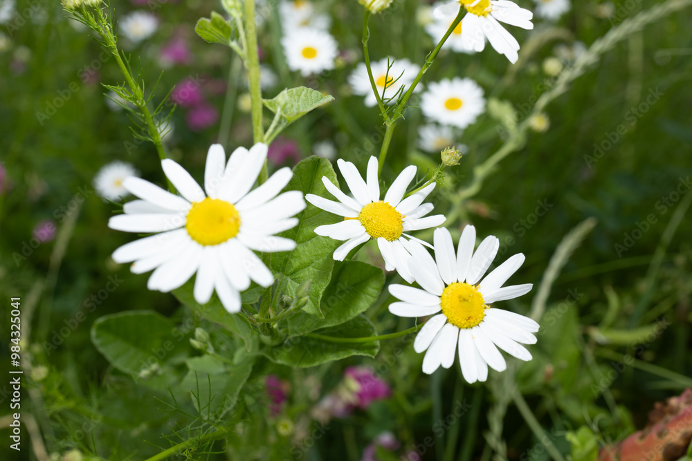 Obraz premium daisies in a field