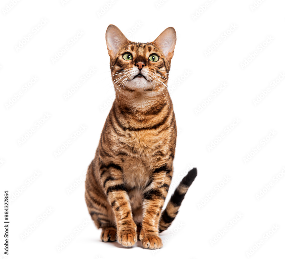 Curious toyger cat sitting and looking up isolated on white background Curious toyger cat sitting and looking up isolated on white background