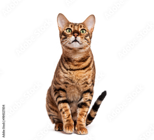 Fotografie Curious toyger cat sitting and looking up isolated on white background