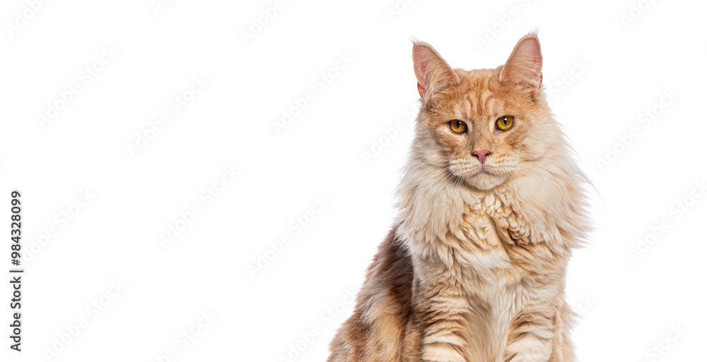 Fototapeta premium Head shot of Silver red Maine Coon sitting and looking forward, isolated on white