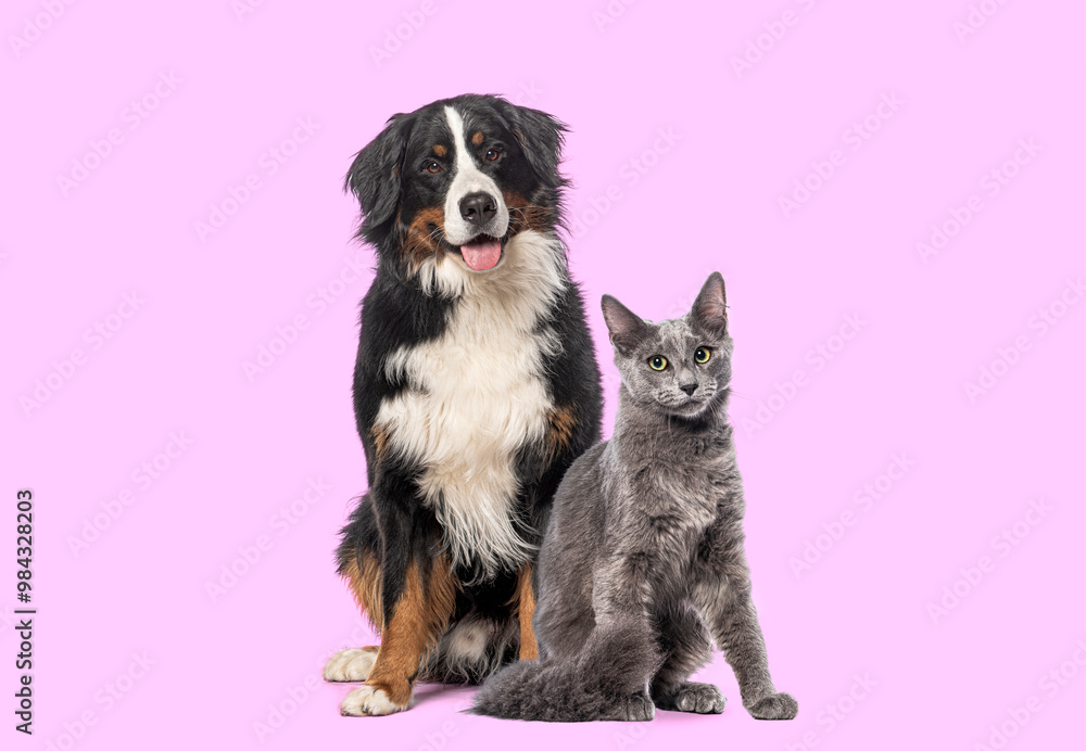 Obraz premium Happy Bernese mountain dog and grey Nebelung cat sitting together, looking at the camera isolated on pink background