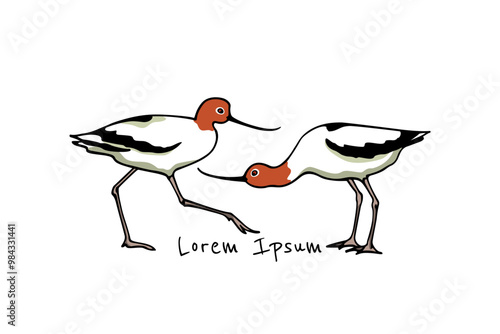 Vector illustration of hand drawn cute Red-necked Avocets. Beautiful animal design elements, ink drawing, logo template