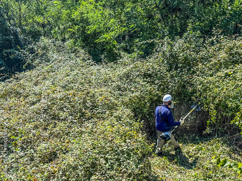 Gardener, wearing protective gear, using a brushcutter to clear a path through brambles and vegetation photo