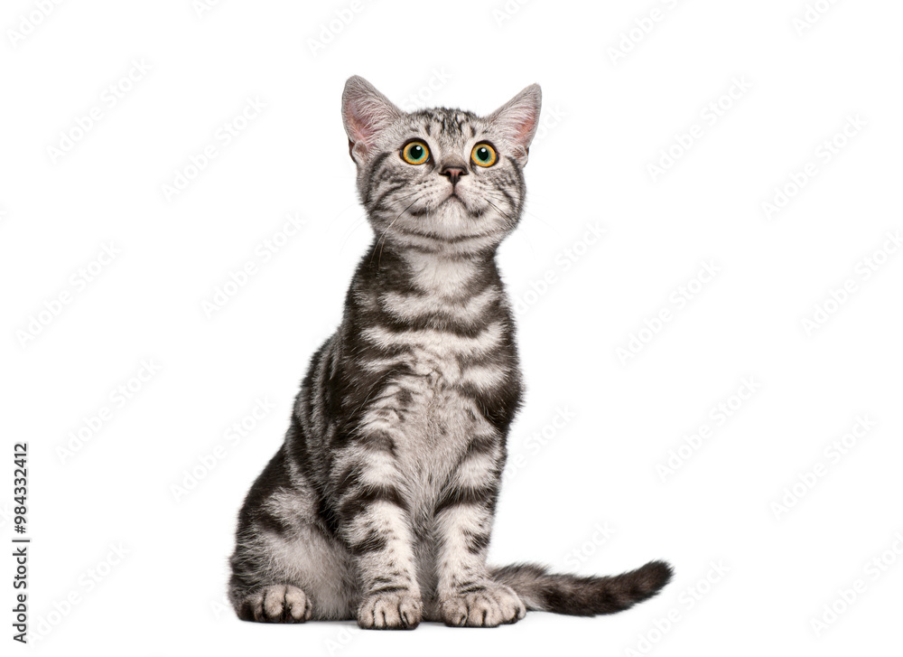 Fototapeta premium British shorthair kitten sitting and looking up with curiosity on a white background
