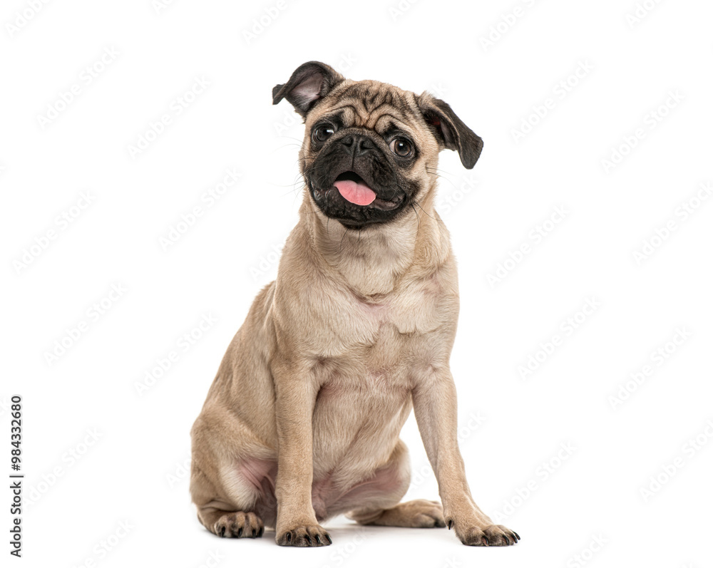 happy young pug dog panting mouth wide open, isolated on white, Remastered happy young pug dog panting mouth wide open, isolated on white, Remastered