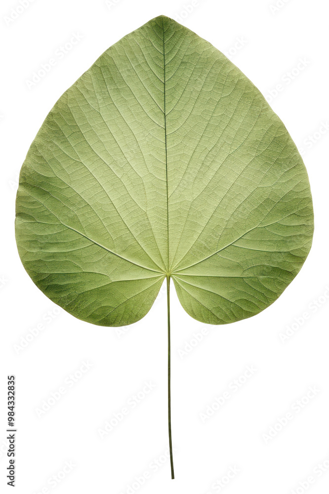 PNG Real Pressed a minimal aesthetic green circle lotus leaf textured flower plant. PNG Real Pressed a minimal aesthetic green circle lotus leaf textured flower plant.