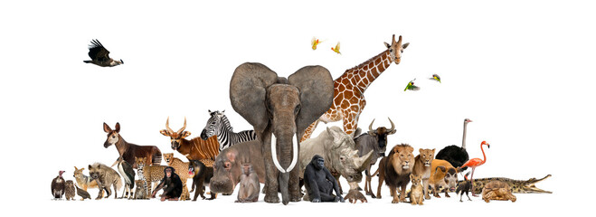 Large group of african safari wildlife animals standing together on a white background, representing the diversity of wildlife on this continent