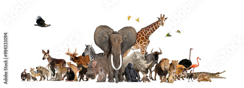 Photography Large group of african safari wildlife animals standing together on a white back