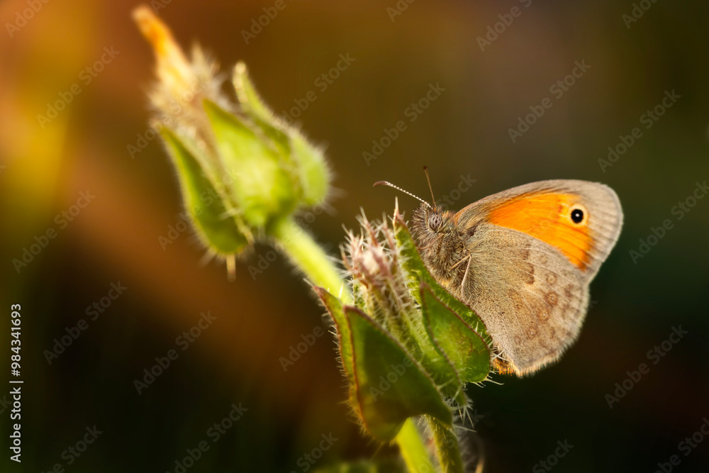 A cute butterfly. Small Heath. Coenonympha pamphilus. Nature background. A cute butterfly. Small Heath. Coenonympha pamphilus. Nature background.