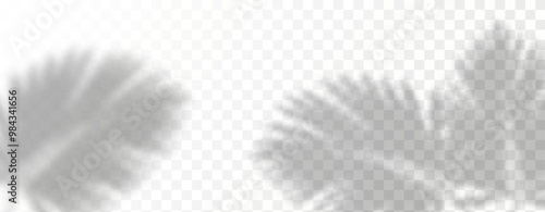 Glare from the sun's rays on the wall. Blurred shadows from leaves and plants in the room. Soft overlay of natural light. Abstract background for product presentation.Natural light layout.