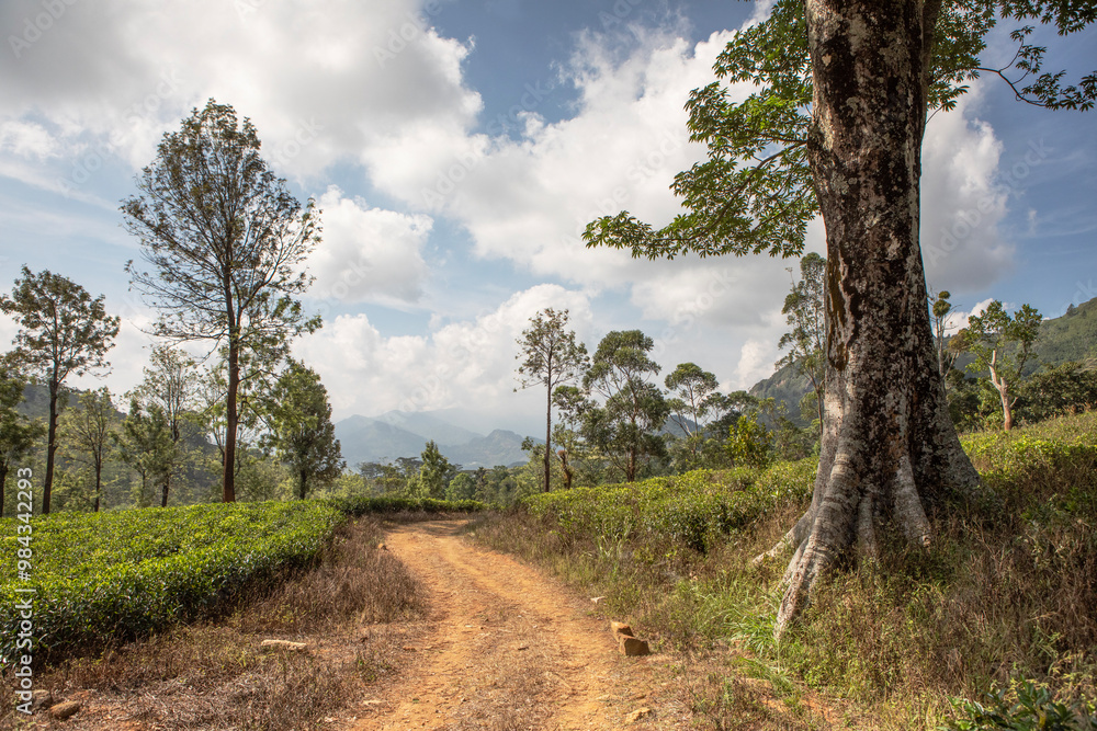 Scenic views of the surrounding mountains along the first stage of the Pekoe Trail in Sri Lanka. Scenic views of the surrounding mountains along the first stage of the Pekoe Trail in Sri Lanka.