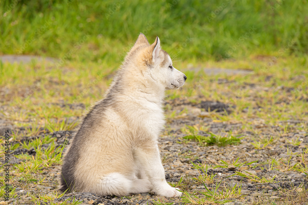 cute malamute husky pomsky puppy sitting sideways in the garden cute malamute husky pomsky puppy sitting sideways in the garden
