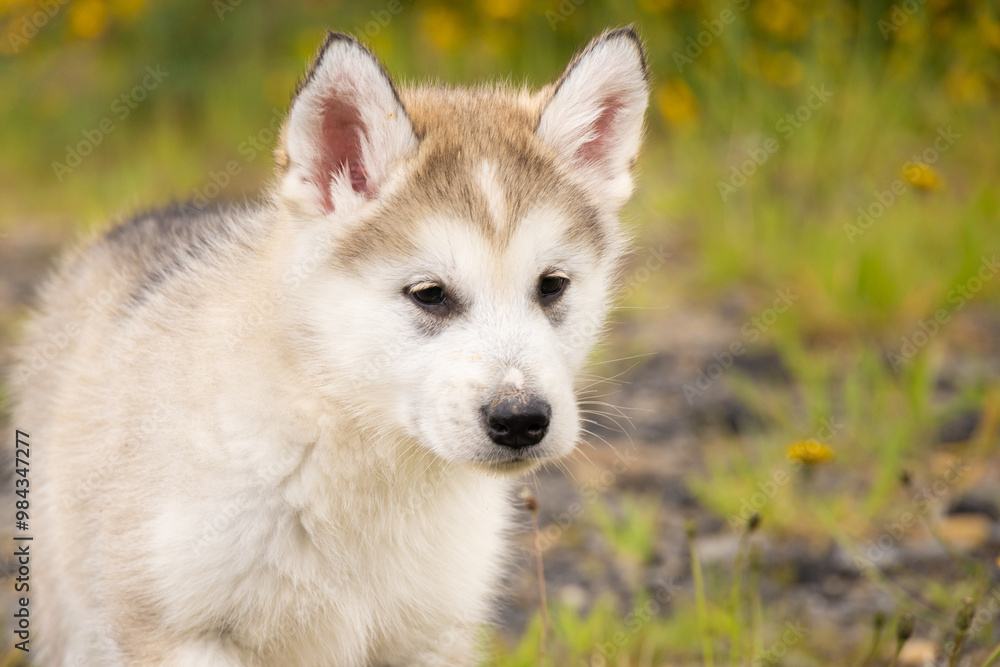 Malamute Husky Pomsky puppy. portrait of a puppy