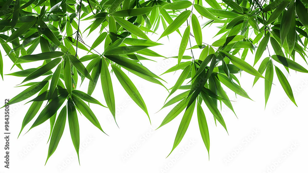Vibrant Green Bamboo Leaves Against a White Background, Displaying a Beautiful Natural Texture Vibrant Green Bamboo Leaves Against a White Background, Displaying a Beautiful Natural Texture