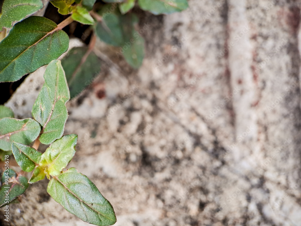 seacliff buckwheat with vibrant green leaves and textured stems growing on weathered rock. seacliff buckwheat with vibrant green leaves and textured stems growing on weathered rock.