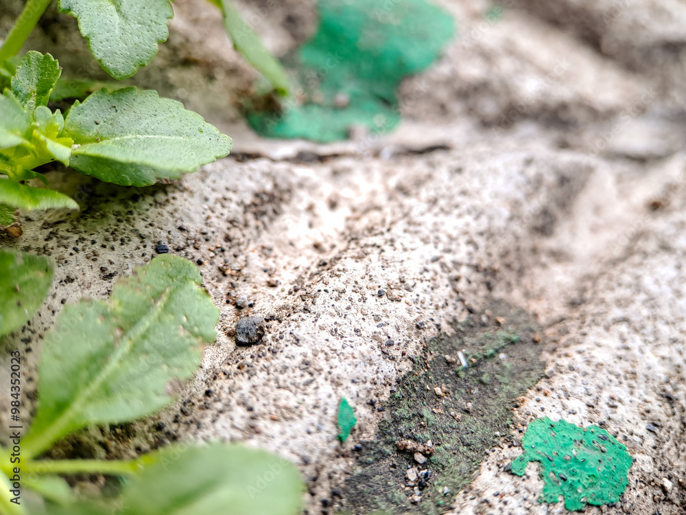 seacliff buckwheat with vibrant green leaves and textured stems growing on weathered rock. seacliff buckwheat with vibrant green leaves and textured stems growing on weathered rock.