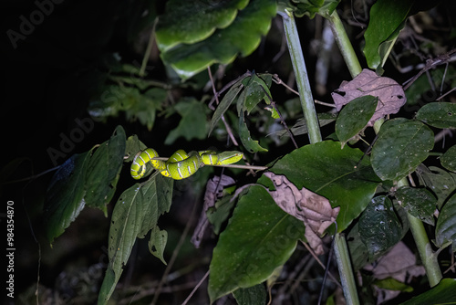 A vibrant green snake Pit  Viper is seen navigating through lush foliage at night, showcasing its camouflaged appearance among the leaves. photo